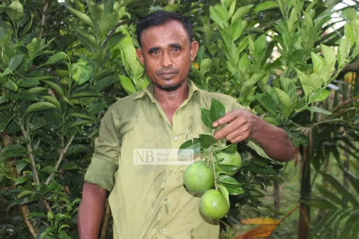 শখের মাল্টায় ইউনুসের আয় লাখ টাকা 