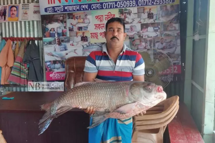 পদ্মায় জালে ২০ কেজির কাতল