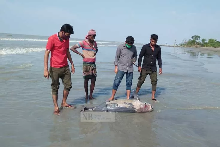 কুয়াকাটা সৈকতে ফের মৃত ডলফিন