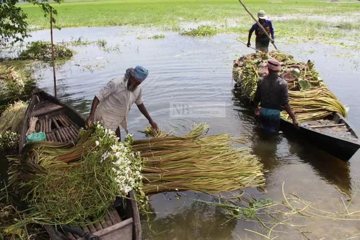 শাপলা তুলে চলে হাজারো সংসার