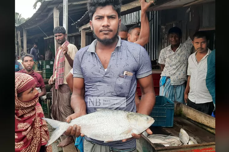 এক ইলিশের ওজন ৩ কেজি, বিক্রি ৪৩০০ টাকায়