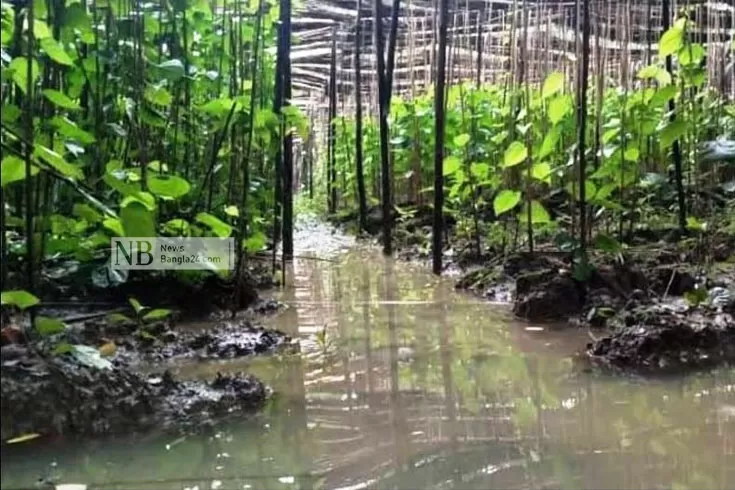 পানের বরজে বানের পানি, প্রণোদনা চান চাষিরা