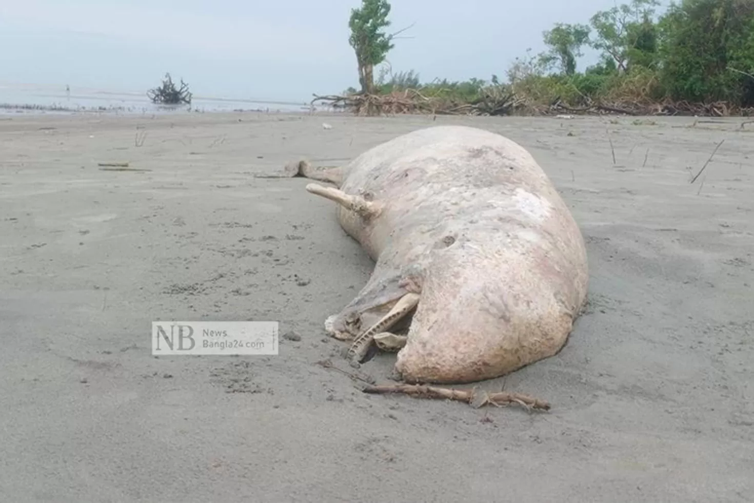 সৈকতে কেন আসছে এত মৃত ডলফিন