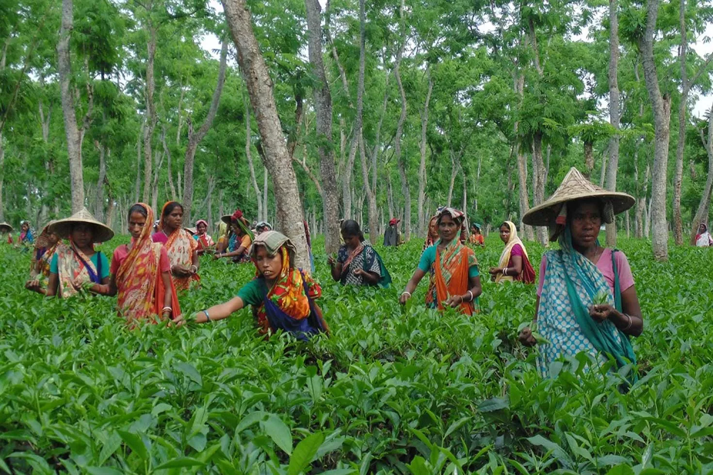 চায়ে নীরব বিপ্লব