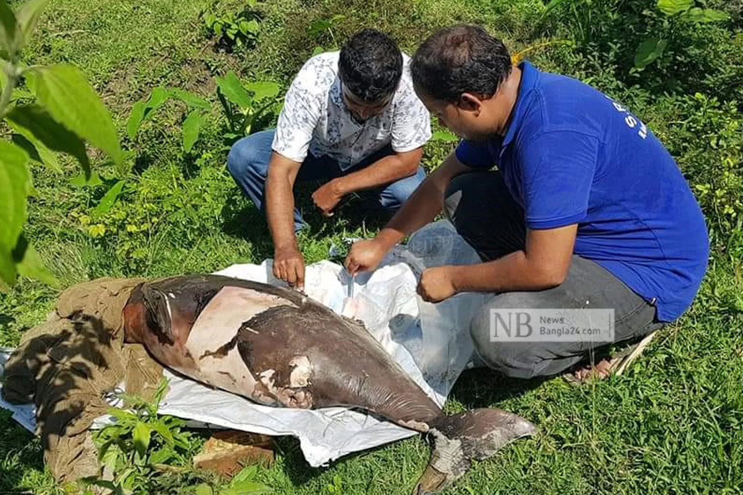 হালদায়-ফের-মৃত-ডলফিন