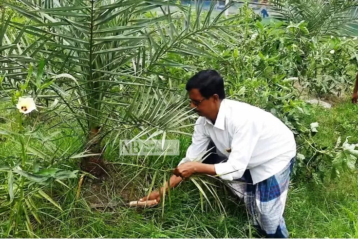 ইউটিউব-দেখে-আরবের-খেজুর-ফলাচ্ছেন-বোরহান