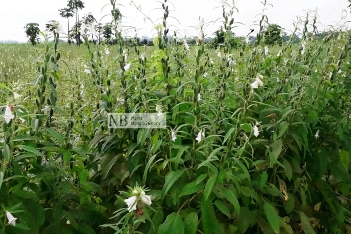 কম-কষ্টে-বেশি-লাভের-তিল