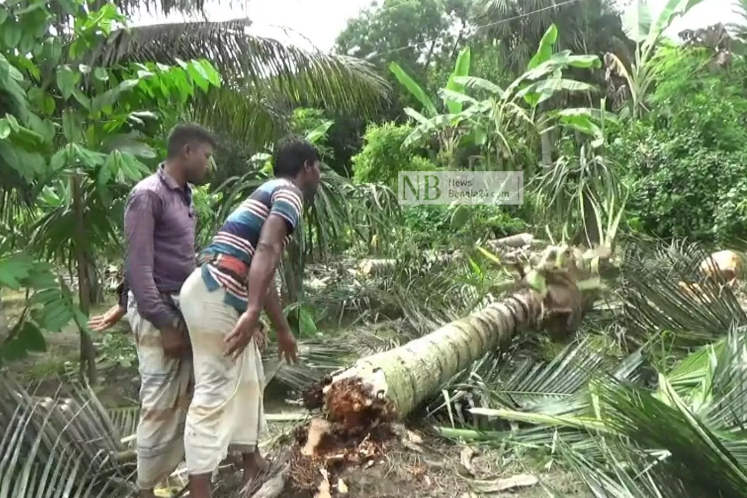 ফল না পেয়ে গাছই কেটে ফেললেন কৃষি উদ্যোক্তা