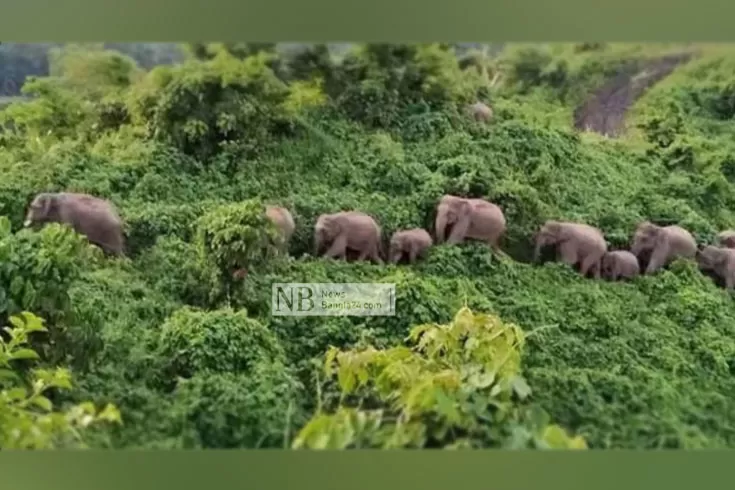 ভারত-থেকে-আসা-হাতির-তাণ্ডবে-বিপর্যস্ত-কৃষক