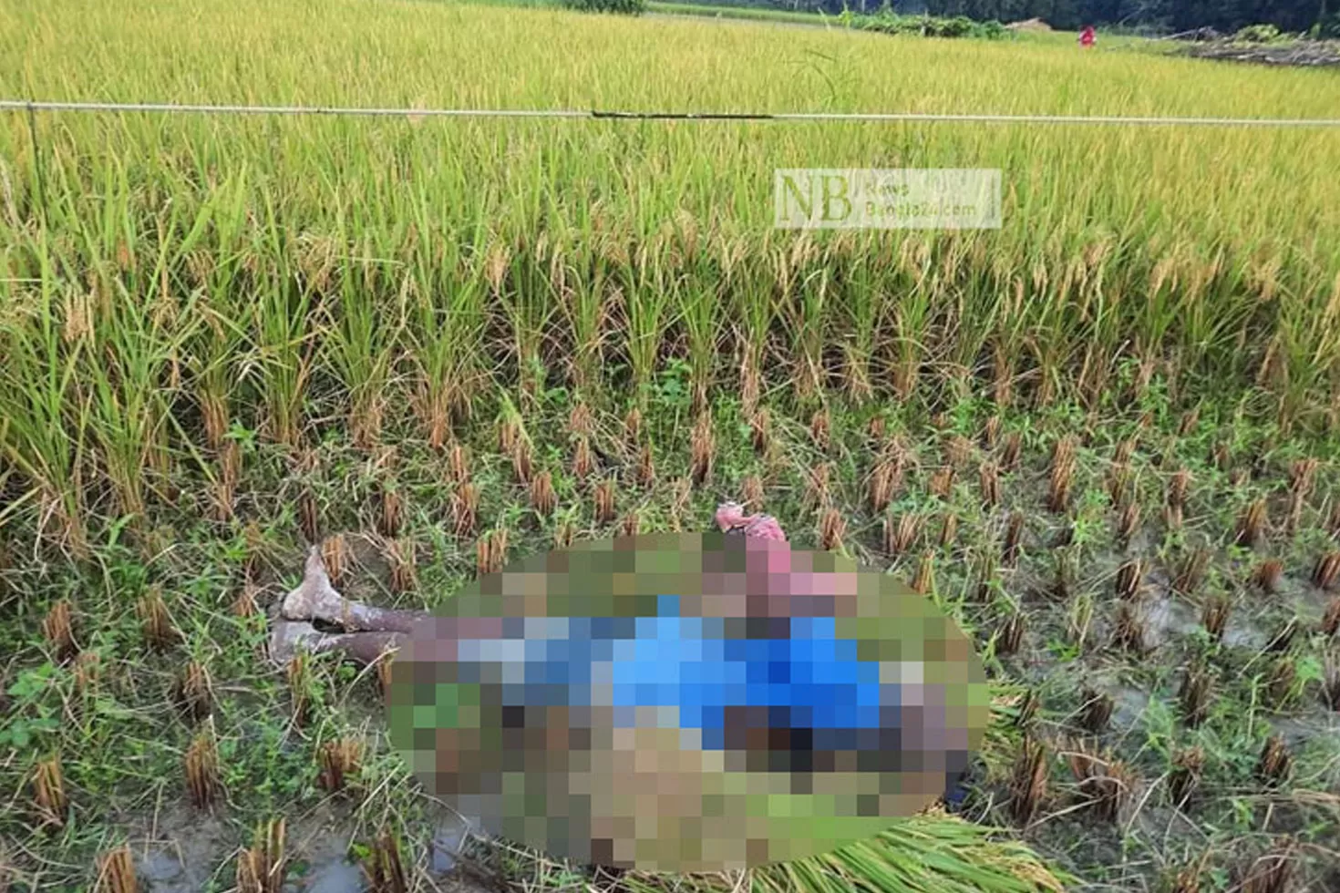 কৃষক জীবন মিয়ার পরিবার পেল ৫০ হাজার টাকা