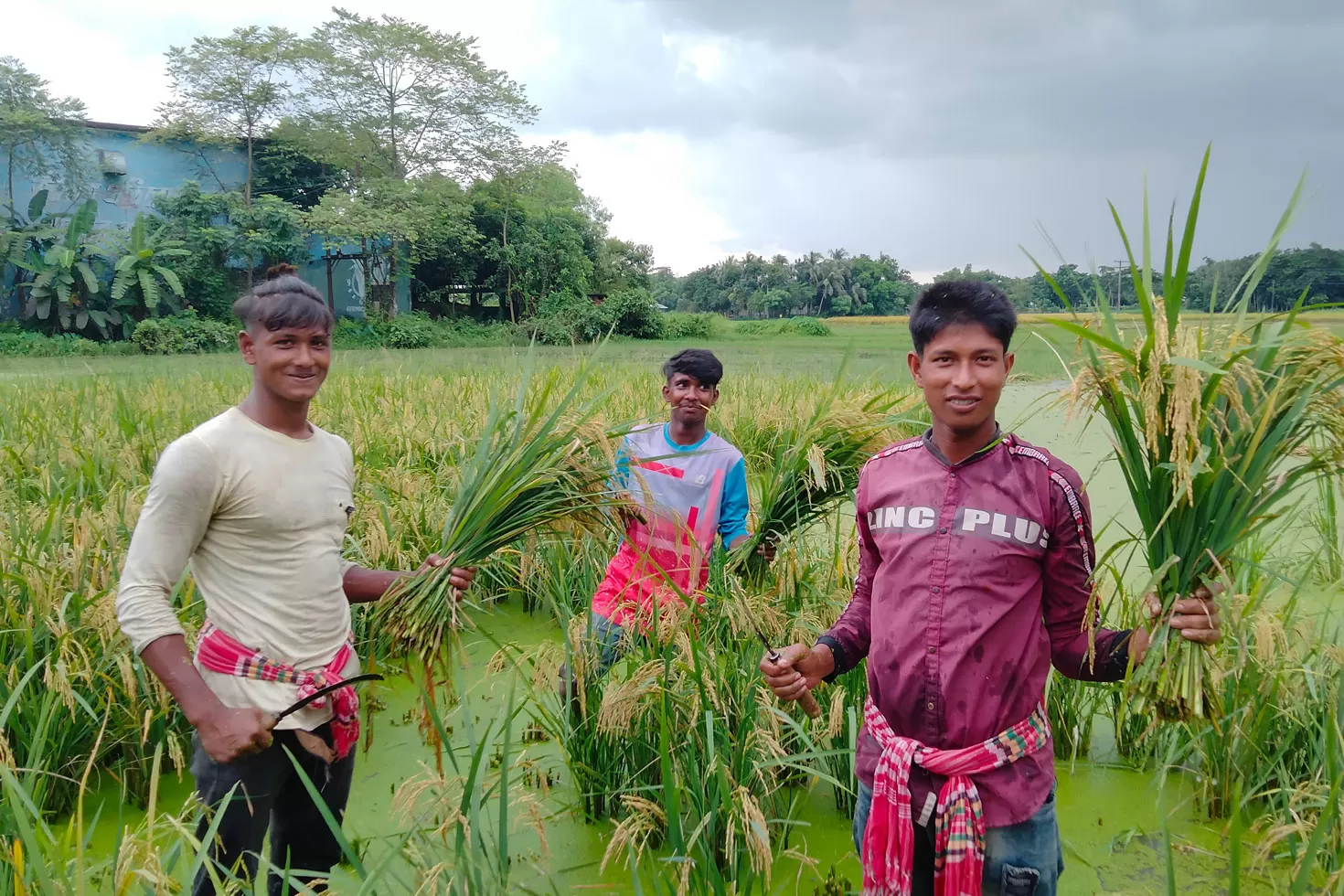 কম খরচে বেশি ফলনের ধান বিনা-২১