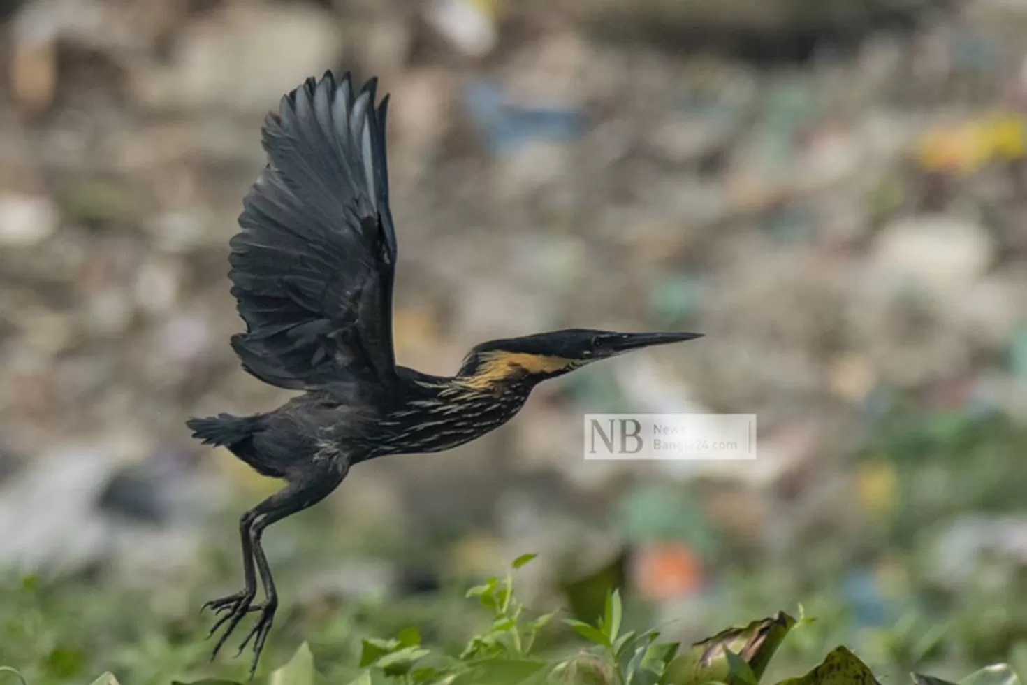 নিঃশব্দ-শিকারে-পারদর্শী-কালা-বগলা