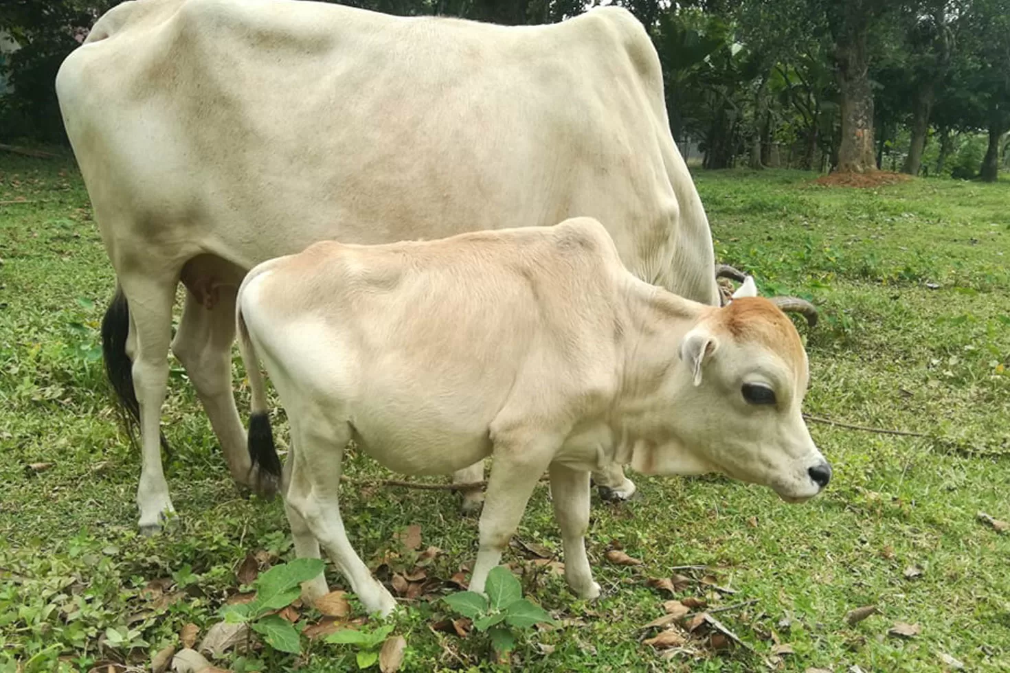 রানির মতোই পুঁচকে গরু টুনটুনি