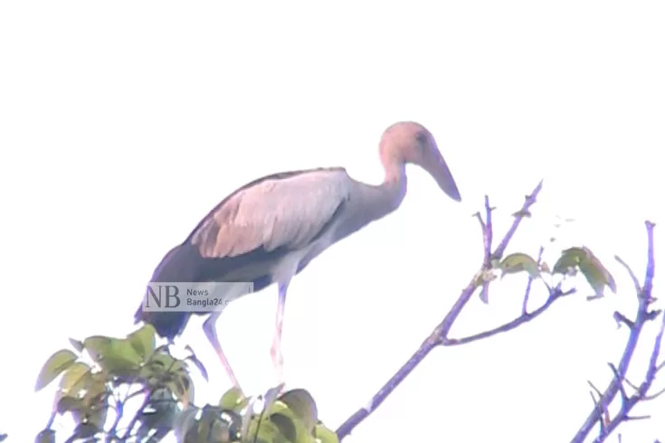 পরিযায়ী-পাখির-গ্রাম-নাজিরপাড়া