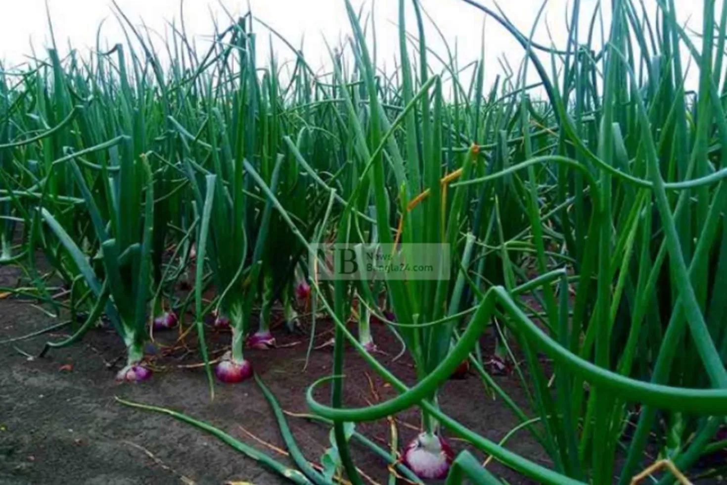 পেঁয়াজ আবাদ হবে সারা বছর: নতুন দুই জাত উদ্ভাবন