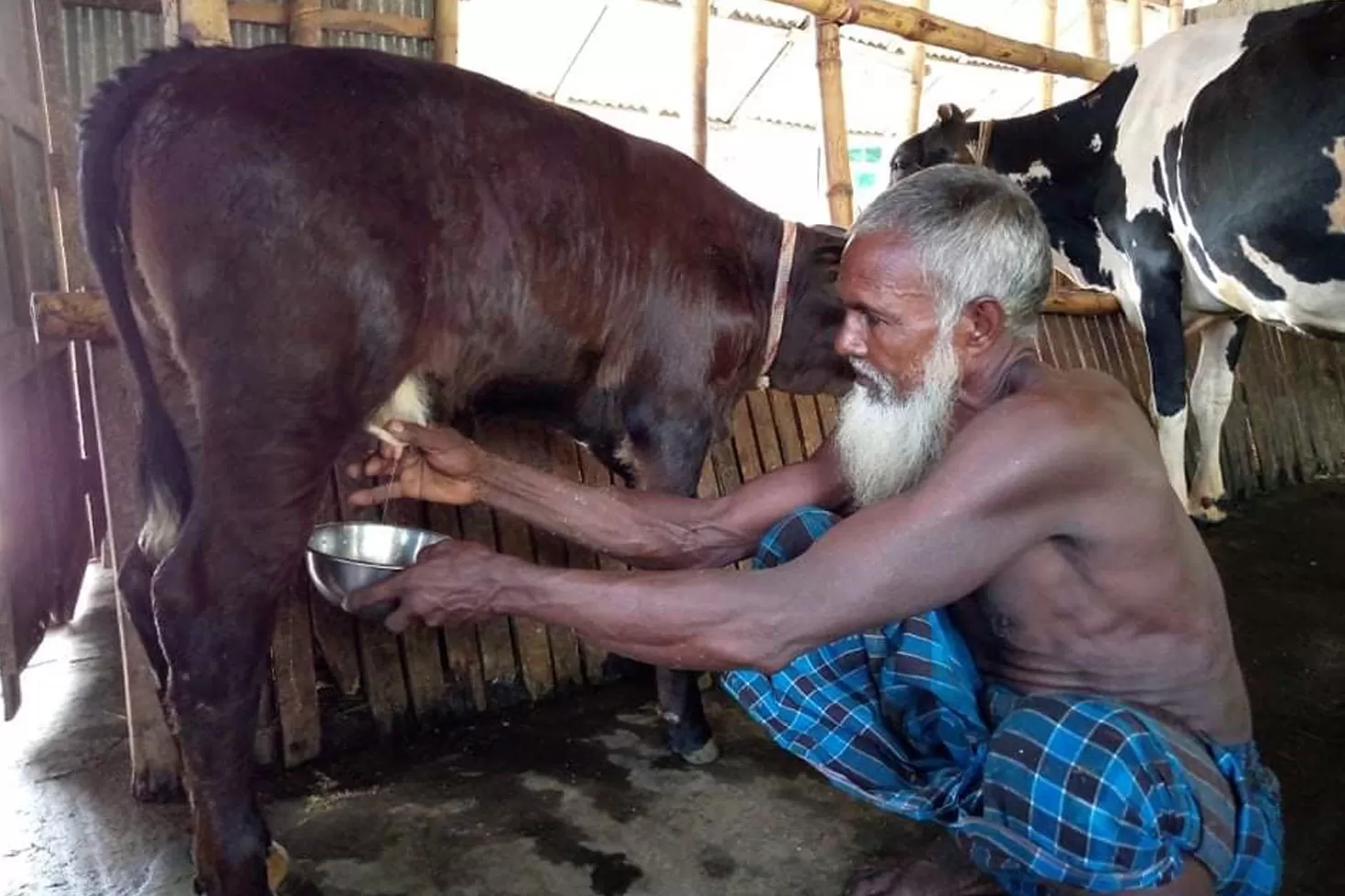 বাছুরের ওলানের তরল দুধ নয়, এটি ক্ষতিকর