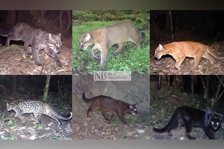 বিলুপ্তপ্রায় সোনালি বিড়াল মৌলভীবাজারের বনে