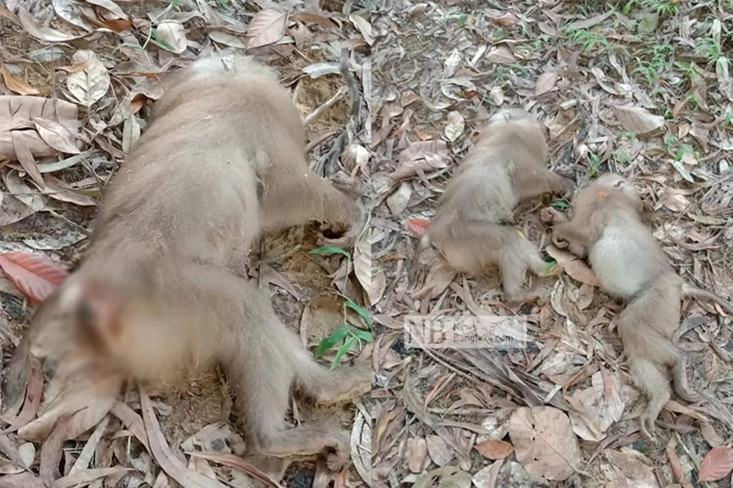 ক্ষেতের-পাশে-পড়ে-ছিল-অর্ধশতাধিক-মৃত-বানর