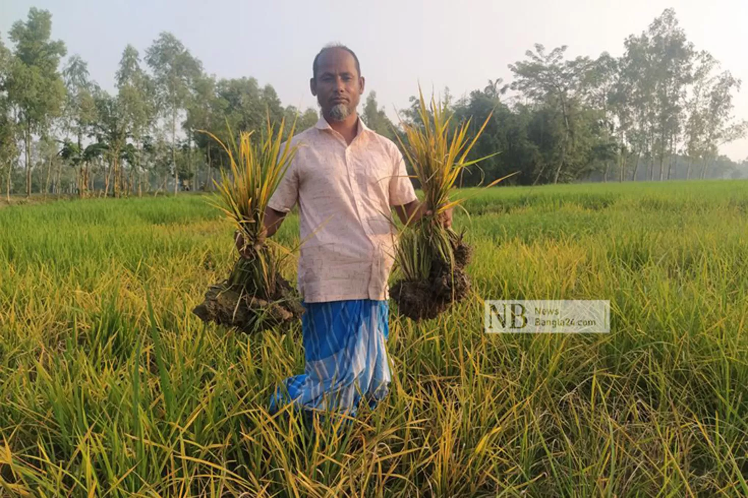 বন্যার পর ছত্রাকে দিশেহারা চিলমারীর কৃষক