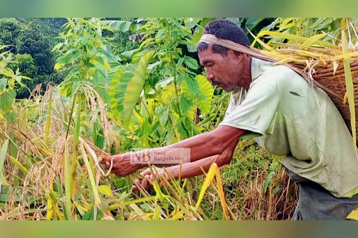 যেন-পাহাড়-খুঁড়ে-তোলা-হচ্ছে-সোনা