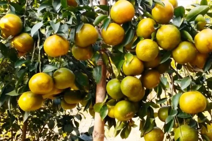ফলের উৎপাদন-আমদানি বাড়ছে সমান তালে