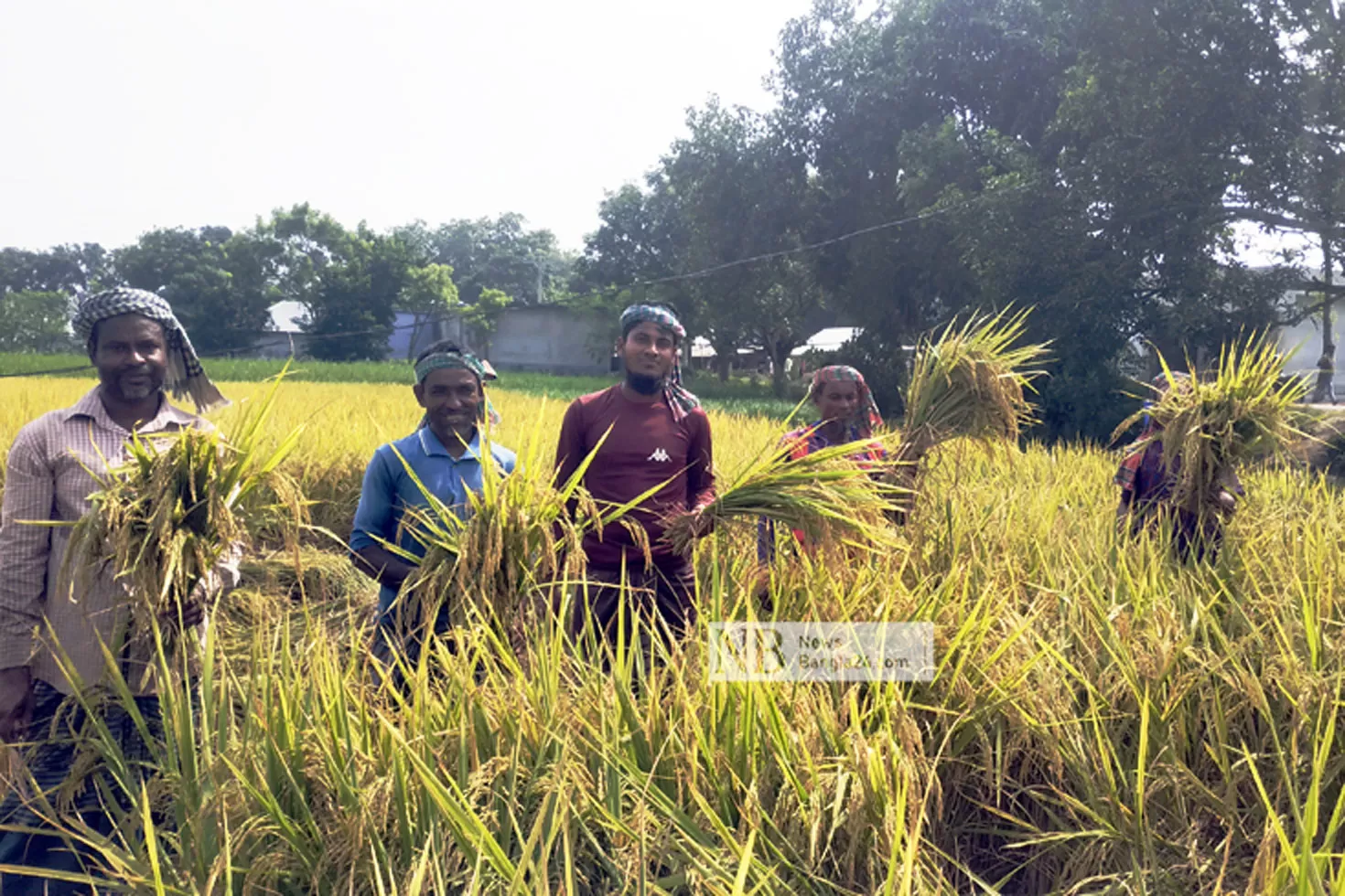 বিনা-১৭-ধানে-কৃষকের-হাসি