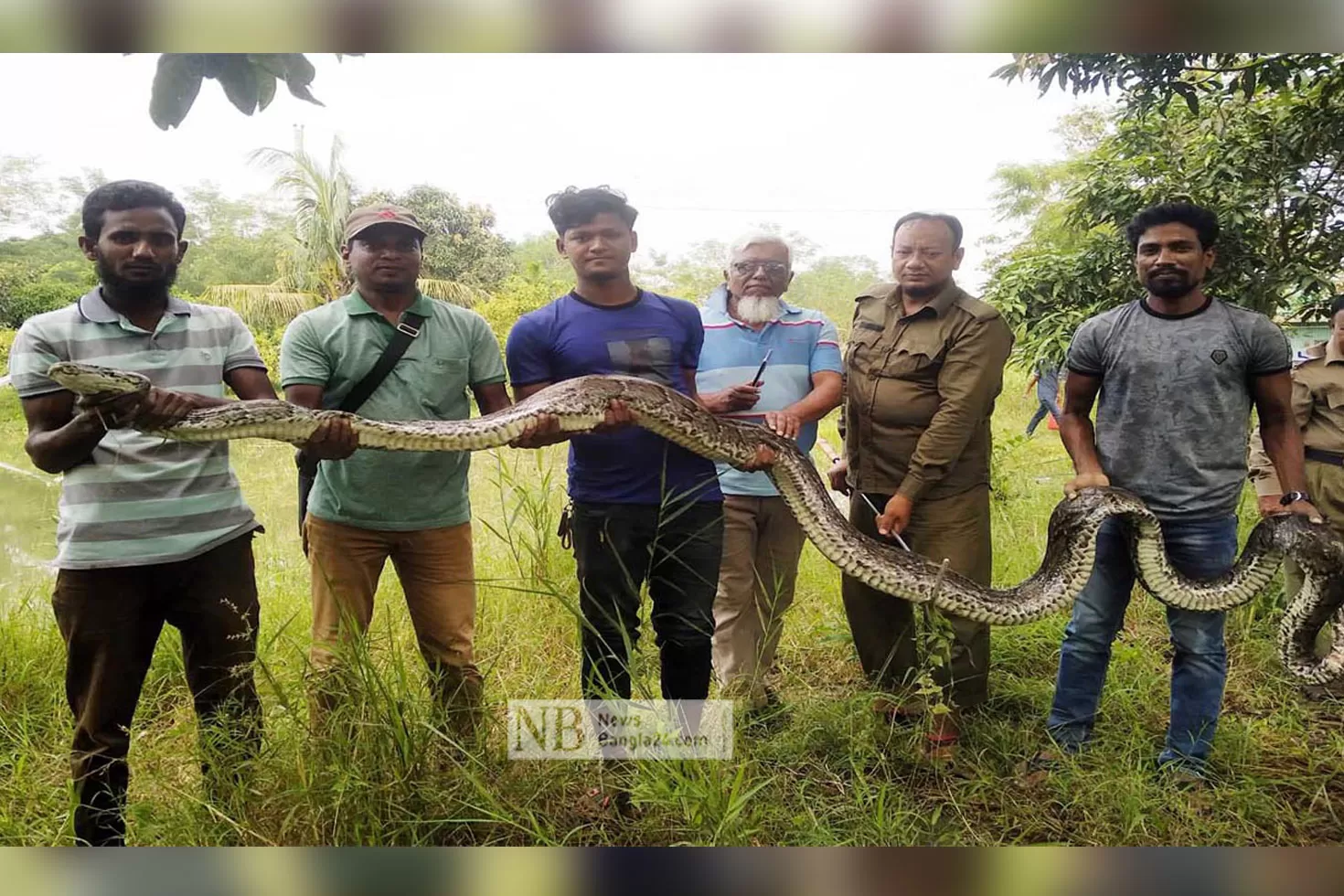 লোকালয় থেকে উদ্ধার অজগর সুন্দরবনে অবমুক্ত