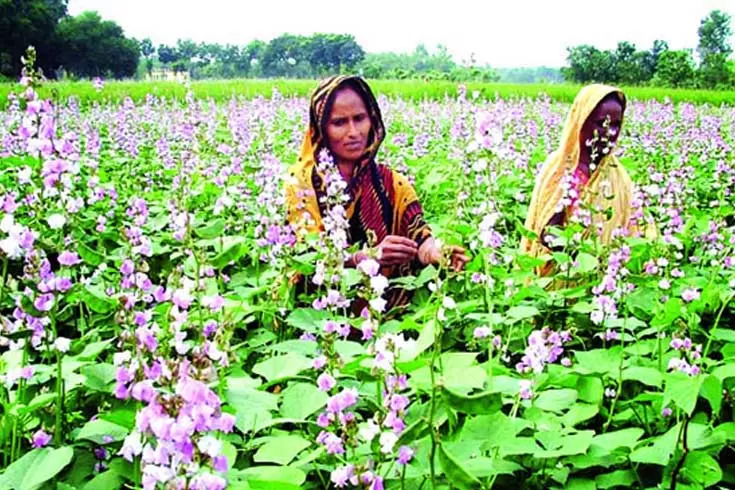 কৃষি-উদ্যোক্তাদের-জন্য-হচ্ছে-মন্ত্রণালয়ের-পৃথক-সেল