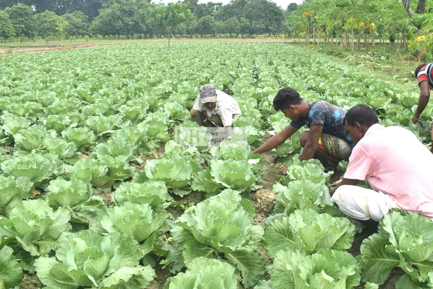 শীতকালীন সবজির পরিচর্যা