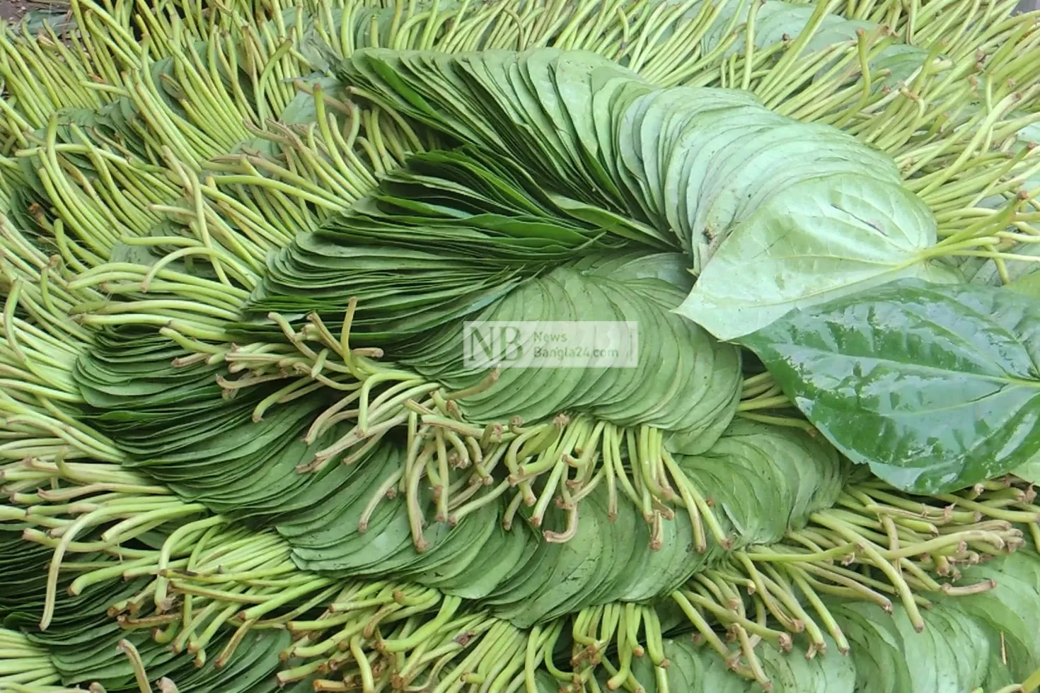 পাঁচ টাকায় ৮০ পান