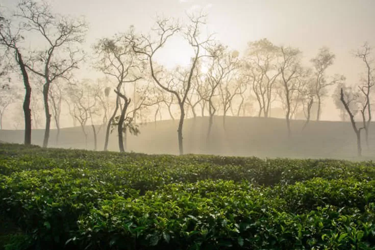 -সর্বনিম্ন-তাপমাত্রা-শ্রীমঙ্গলে