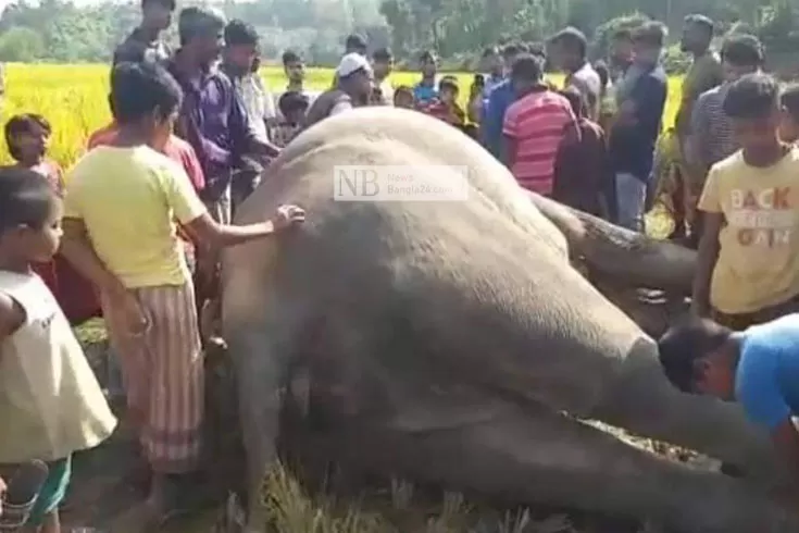 কৃষকের-পাতা-বিদ্যুতের-ফাঁদে-হাতির-মৃত্যু