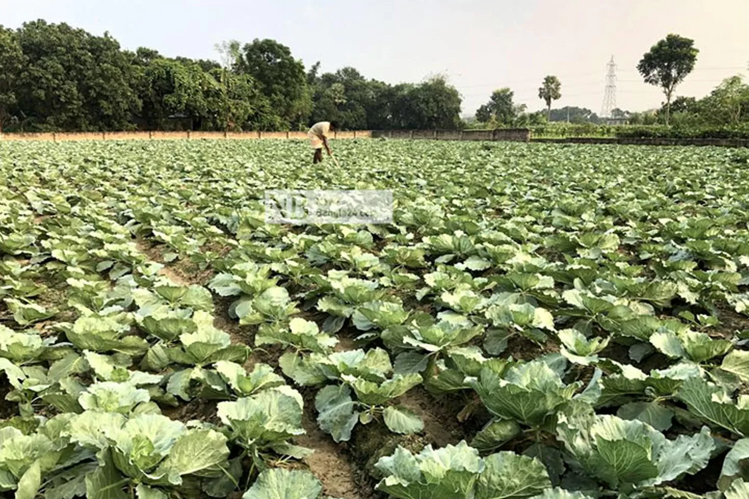 আগাম-সবজির-সবুজে-হাসছে-চাষি