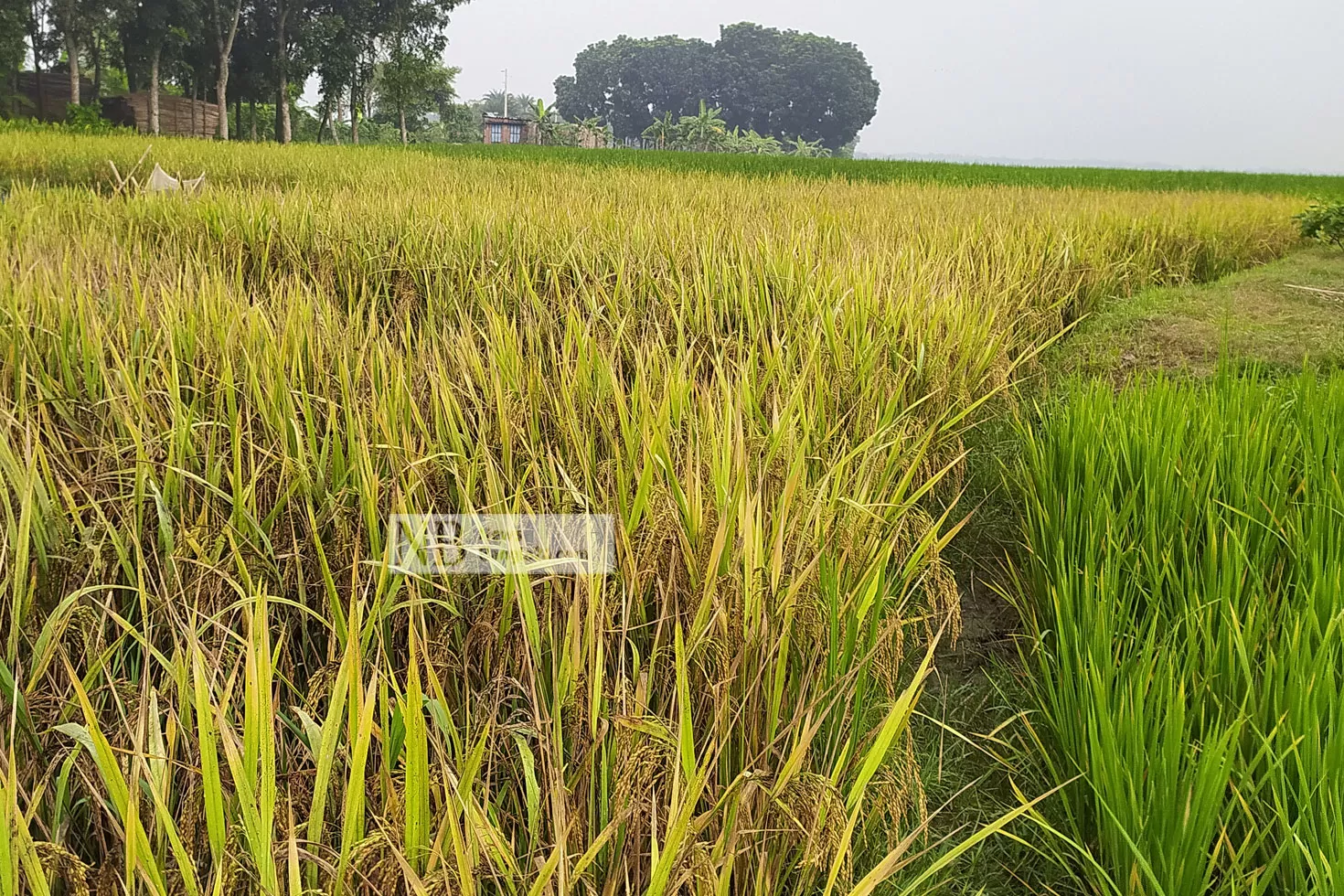 বাদামি গাছফড়িংয়ে নাকাল চাষি