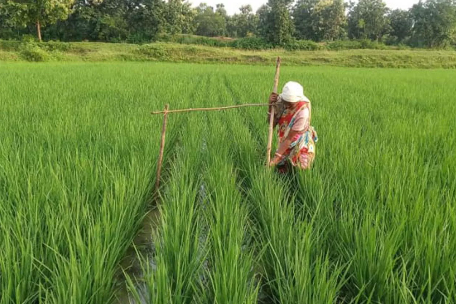 ধানচাষে জনপ্রিয় হচ্ছে পার্চিং পদ্ধতি