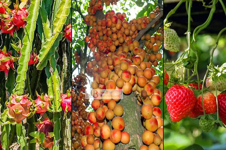 জিডিপির-নতুন-হিসাবে-লটকন-ড্রাগন-ও-স্ট্রবেরি-ফল