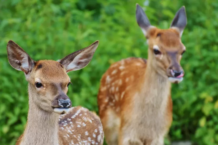 শ্যামনগরে হরিণের মাংস উদ্ধার