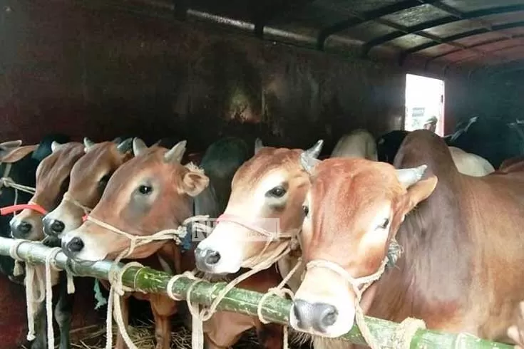 পশুখাদ্যের লবণেও থাকতে হবে আয়োডিন

 