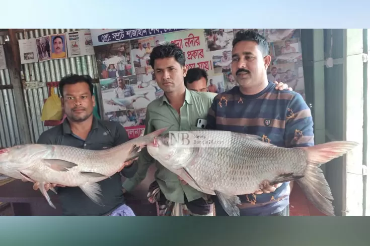 ২ কাতল বিক্রি ৪১ হাজারে
