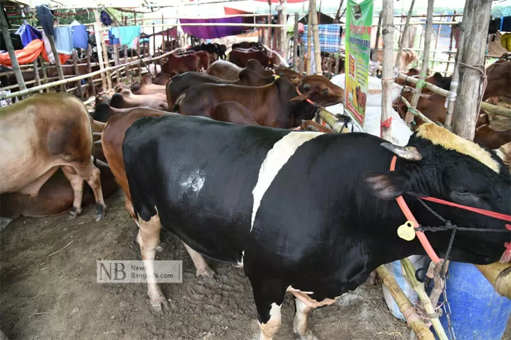 গরু মোটা করার অ্যান্টিবায়োটিক ঢুকছে মানবশরীরে