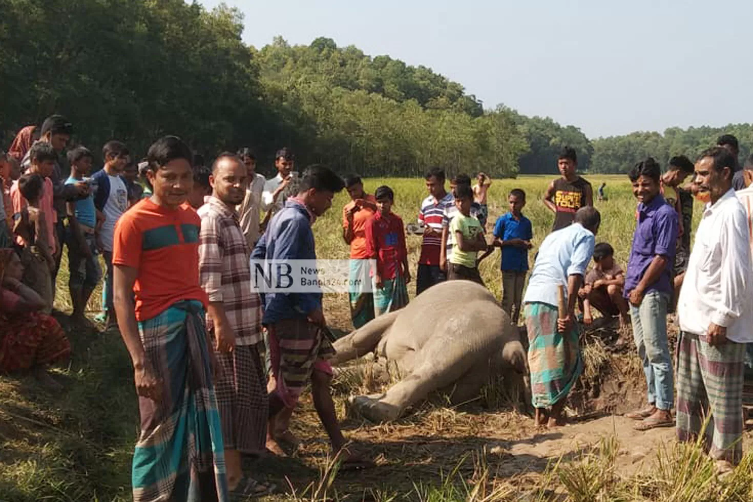 শেরপুর-সীমান্তে-ফের-মিলল-মৃত-হাতি