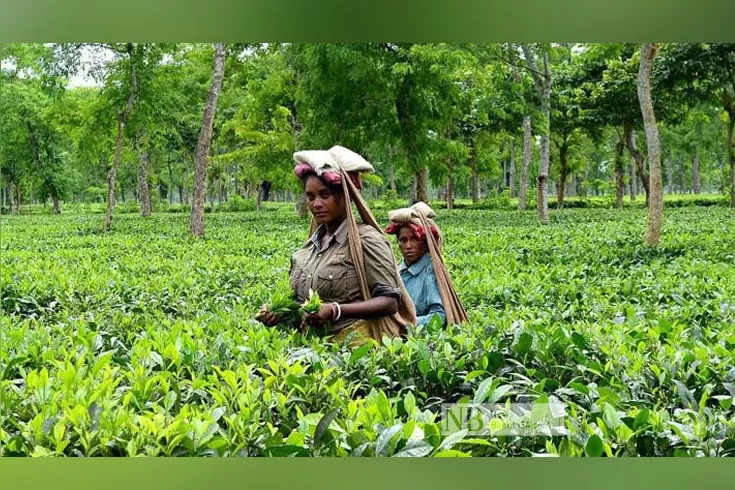 উৎপাদনে রেকর্ডের পথে চা বোর্ড   