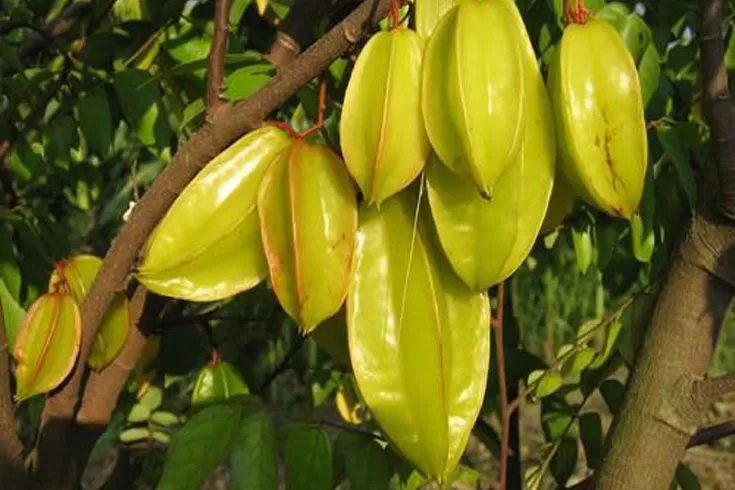 দেয়ালে উঠে কামরাঙা পাড়তে গিয়ে পড়ে মৃত্যু