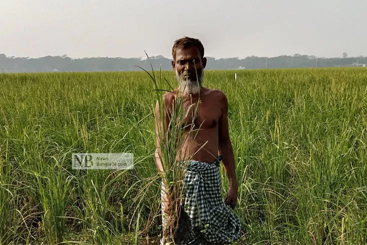 ইঁদুরের আক্রমণে দিশেহারা আমনচাষি