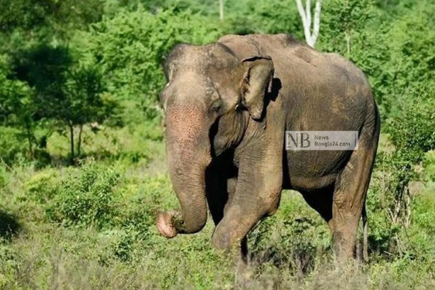 হাতি হত্যা মামলার আসামির মৃত্যু হাতির আক্রমণে