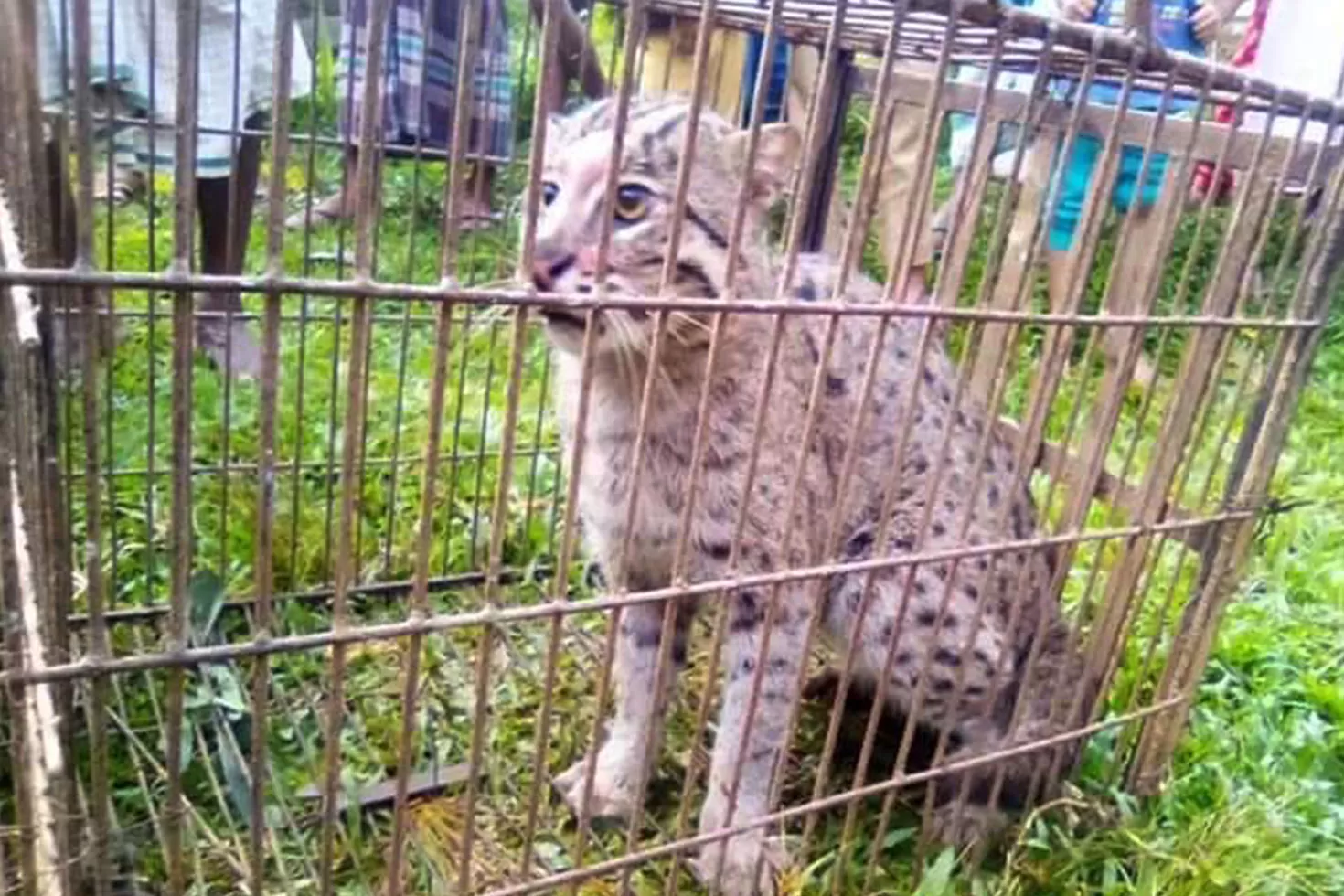 মেছো বিড়াল হত্যার প্রথম দণ্ড