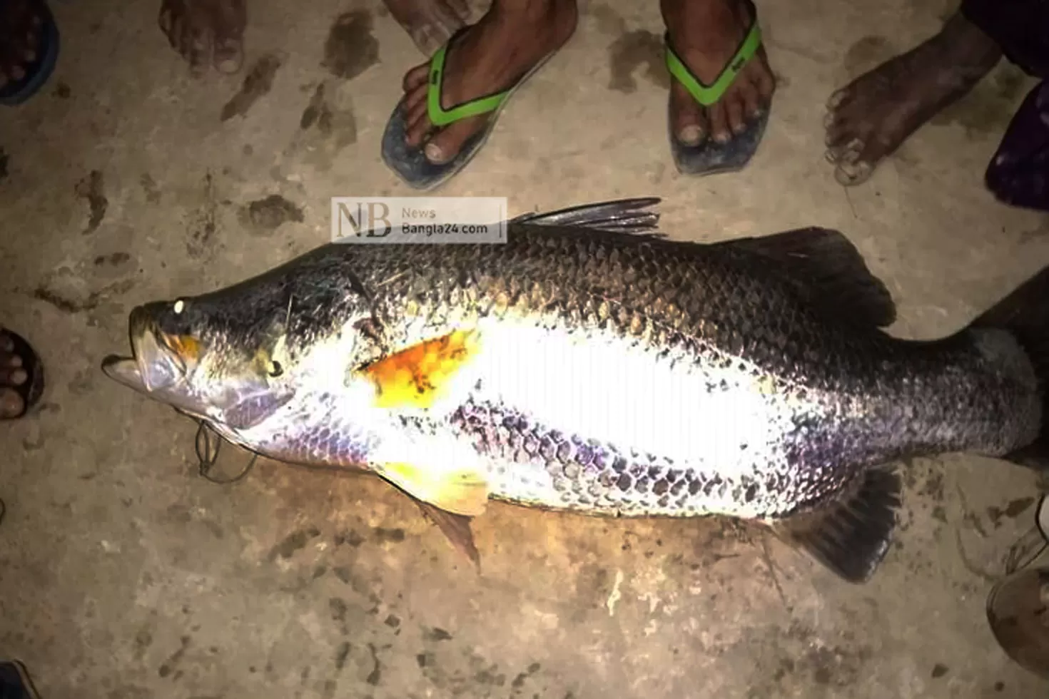 ২০ কেজির কোরাল ২০ হাজারে বিক্রি
