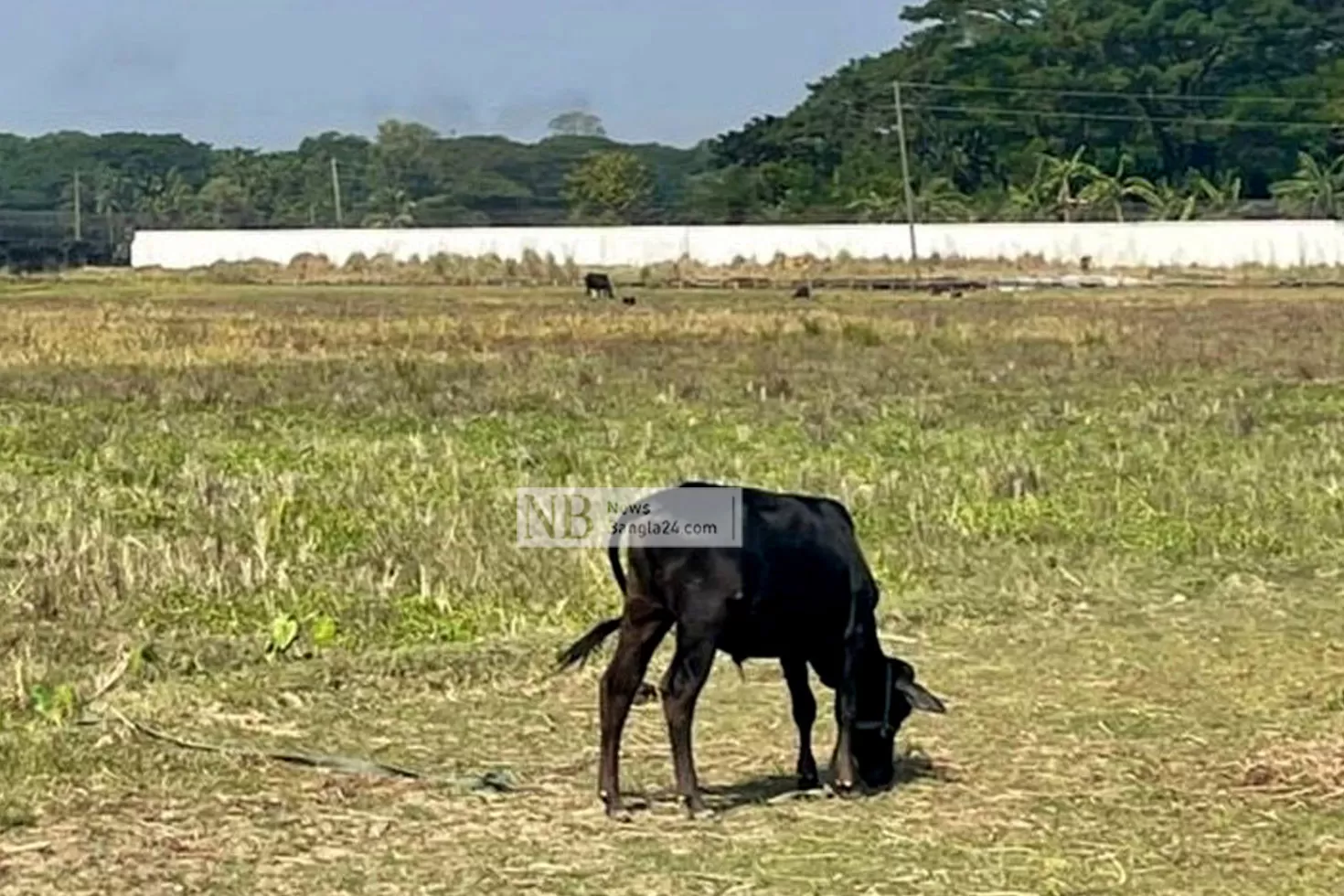 বরিশাল বিমানবন্দরেও চরছে গরু, পথচারী রানওয়েতে