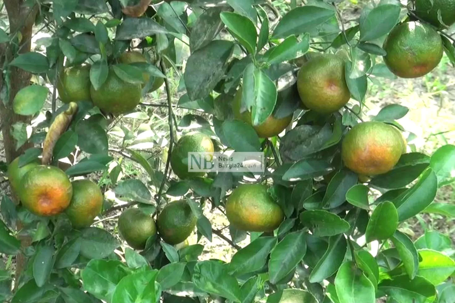 কমলাপুরে ঝুলছে থোকা থোকা কমলা