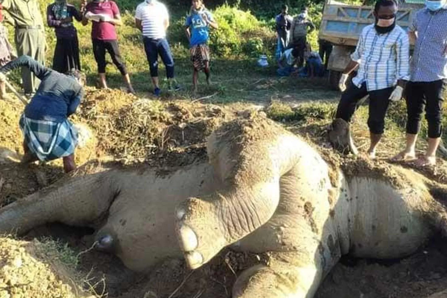 হাতি মেরে মাটিতে পুঁতে ফেলার ঘটনায় মামলা